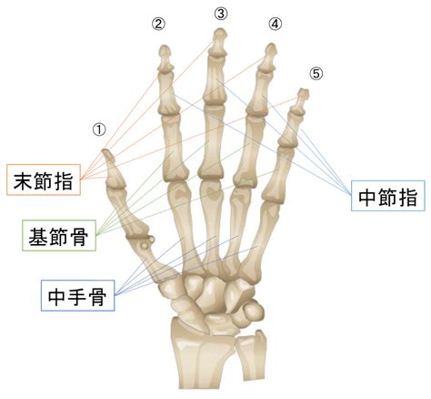 手指指|【図解】手の指の骨の名前・関節まとめ！痛みや変形があるとど。